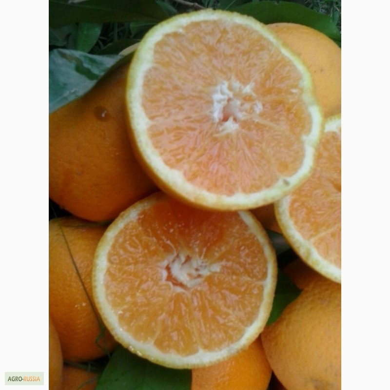 Фото 3. Апельсины из Марокко