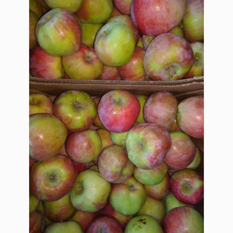 Фото 2. Яблоки красных сортов от 10.00 - 75.00 руб / кг