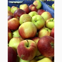 Яблоки красных сортов от 10.00 - 75.00 руб / кг