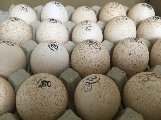 Фото 5. Обеспечиваем реализацию суточного молодняка и инкубационное яйцо с ведущих птицефабрик