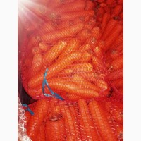 Мытая морковь от КФХ