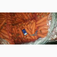 Мытая морковь от КФХ