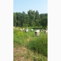 Продам Алтайский мёд