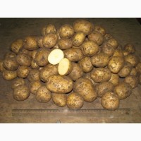 Семенной картофель Удача(Элита) 3+, 30 руб/кг