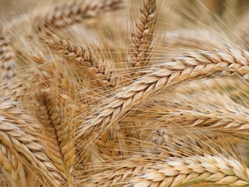 Фото 2. Озимая пшеница и ячмень