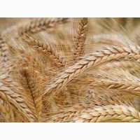 Озимая пшеница и ячмень