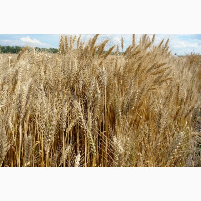 Фото 3. Озимая пшеница и ячмень