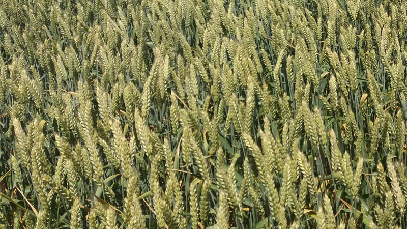 Фото 4. Озимая пшеница и ячмень