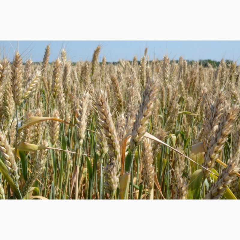 Фото 5. Озимая пшеница и ячмень