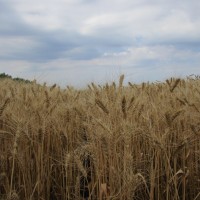 Семена озимой пшеницы «Ермак» ЭЛИТА ОТ ПРОИЗВОДИТЕЛЯ