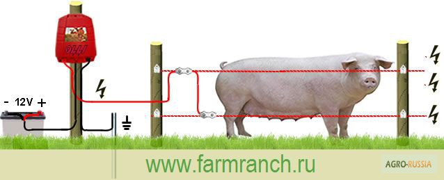 Фото 2. Электропастух для свиней