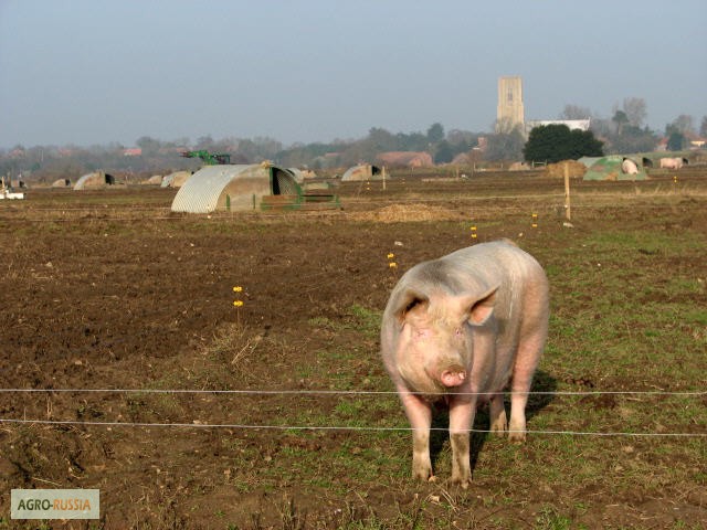 Фото 3. Электропастух для свиней