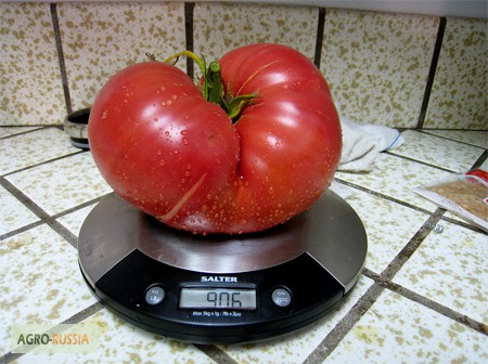 Семена томатов помидоров