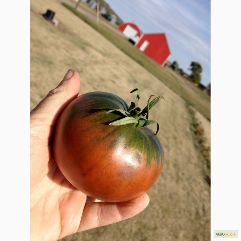 Фото 2. Семена томатов помидоров