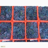 Продаем виноград сорта кишмиш черный производства Туркменистан
