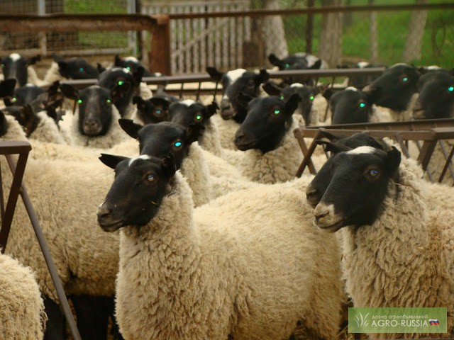 Продам овец, ярок, баранов, барашек породы романовская
