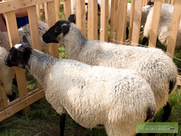 Фото 2. Продам овец, ярок, баранов, барашек породы романовская