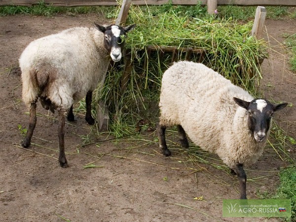 Фото 3. Продам овец, ярок, баранов, барашек породы романовская