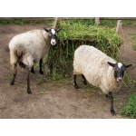 Продам овец, ярок, баранов, барашек породы романовская