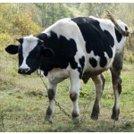КРС, Бычки черно-пестрой породы (голштинизированные). Коровы