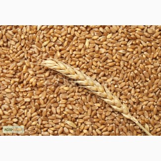 Семена пшеницы озимой (Тарасовская селекция): Северодонецкая юбилейная, Губернатор Дона
