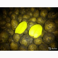 Картофель оптом 5+ от производителя 10руб/кг