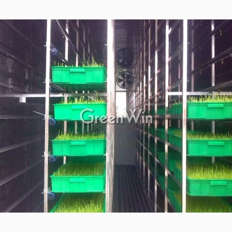 Выращивание гидропонного зеленого корма