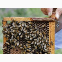 Продам пчелосемьи с личной пасеки