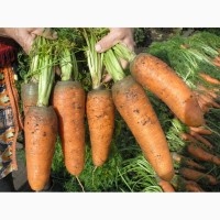 Продам семена моркови, сорт Шантанэ 2461