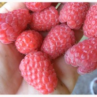 Малину ягоду продам в Симферополе