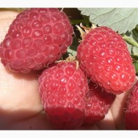 Малину ягоду продам в Симферополе