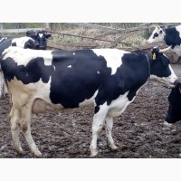 Продадим чистопородный крупно-рогатый скот голштинской породы