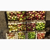 Яблоки различных сортов из сада