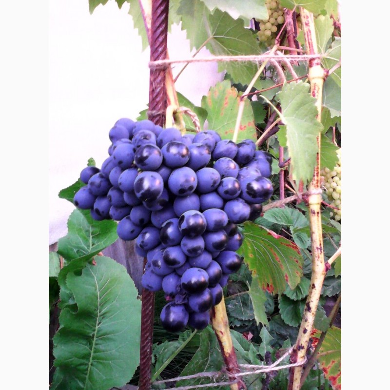 Фото 2. Продам саженцы винограда