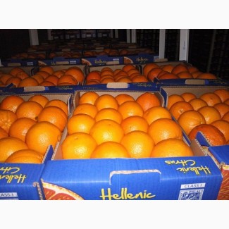 Предлагаем приобрести у нас грейпфрут сорта Дункан по оптовой цене