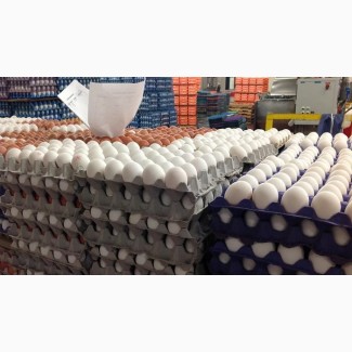 Куриные яйца от производителя оптом 49, 5 р/десяток