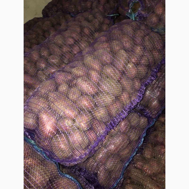 Фото 17. Продаю продовольственный картофель калибр 5+ сорт гала Ред Скарлет радрига джувел лаббела