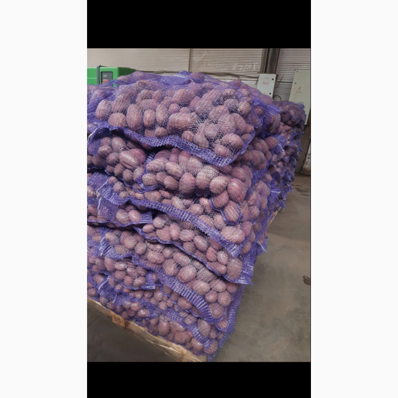 Фото 20. Продаю продовольственный картофель калибр 5+ сорт гала Ред Скарлет радрига джувел лаббела