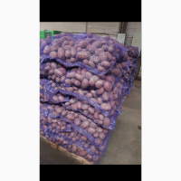 Продаю продовольственный картофель калибр 5+ сорт гала Ред Скарлет радрига джувел лаббела