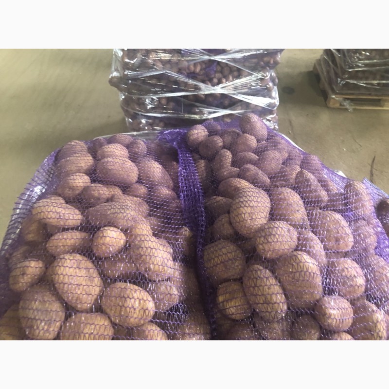 Фото 4. Продаю продовольственный картофель калибр 5+ сорт гала Ред Скарлет радрига джувел лаббела