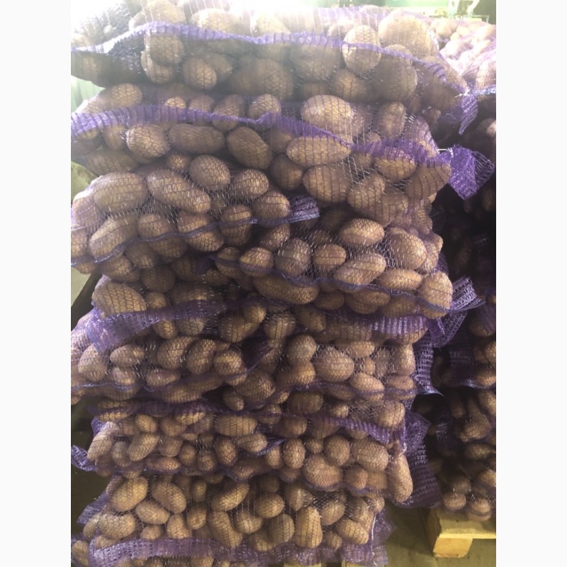 Фото 6. Продаю продовольственный картофель калибр 5+ сорт гала Ред Скарлет радрига джувел лаббела