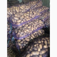 Продаю продовольственный картофель калибр 5+ сорт гала Ред Скарлет радрига джувел лаббела