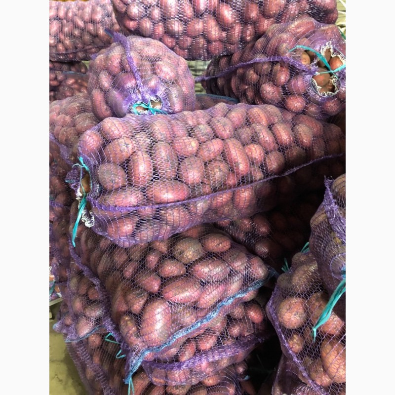 Фото 8. Продаю продовольственный картофель калибр 5+ сорт гала Ред Скарлет радрига джувел лаббела
