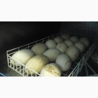 Гусиные яйца ( инкубационные)