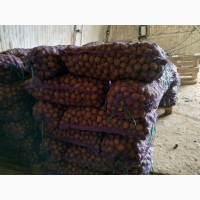 Дешевый семенной картофель 5р. /кг