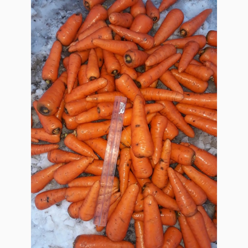 Фото 2. Морковь мытая
