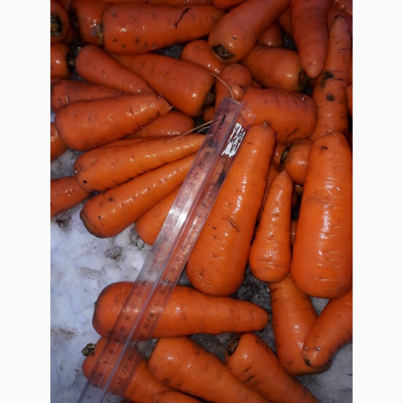 Фото 3. Морковь мытая