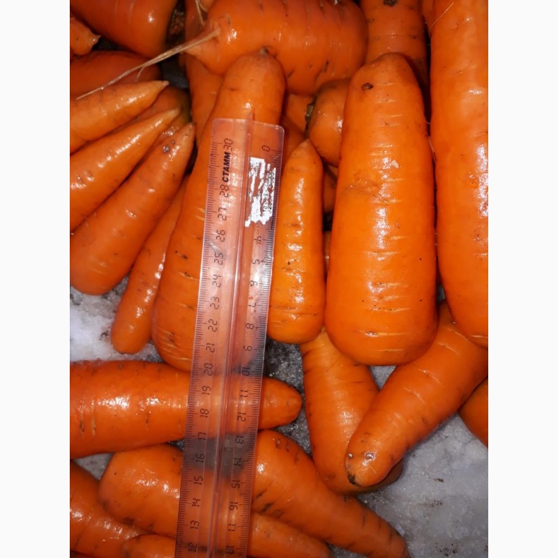 Фото 4. Морковь мытая