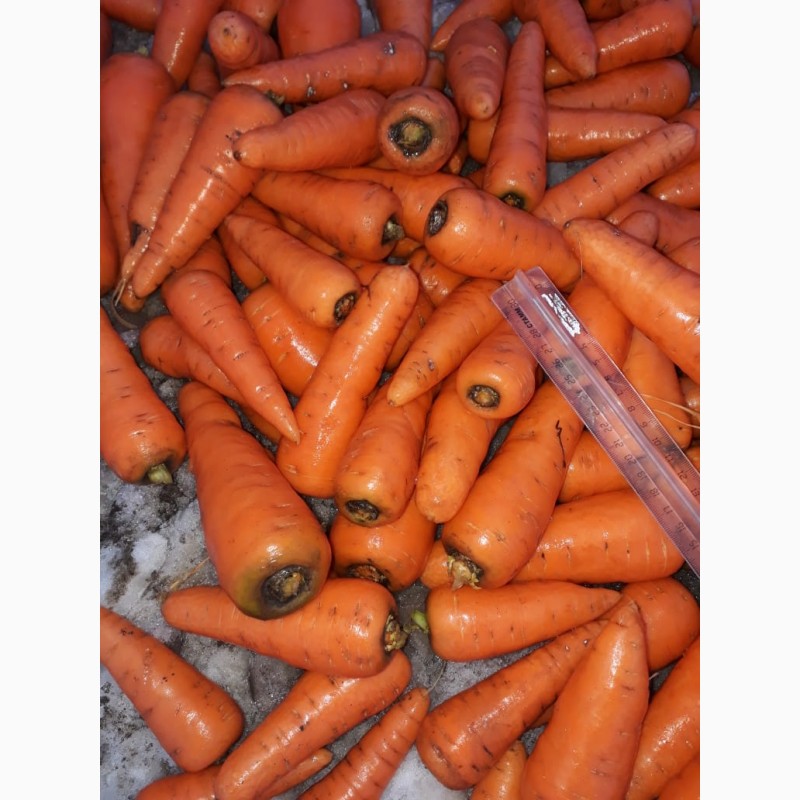 Фото 5. Морковь мытая