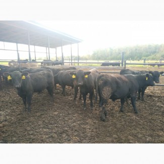 Телята бычки Абердин-Ангус от 6 мес на откорм